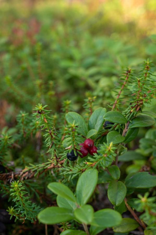 Saimaan Kultaranta Villa Puumala Bagian luar foto
